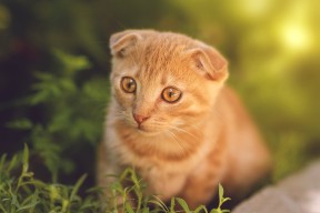 爱游戏中国-以足球为主题的数字文化内容持续丰富，影响力不断扩大，以足球为主题的标题