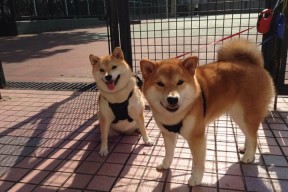 爱游戏全站app注册-中国女篮强化底角投篮提升空间利用率，中国女篮投篮姿势