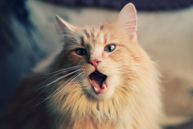 东亚杯国足晋级 技术分析获得认可，东亚杯国足大名单