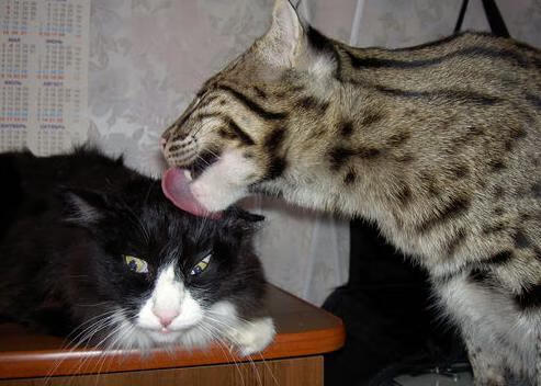 国家体育馆改造完成 启用智能化系统，国家体育馆改造效果图