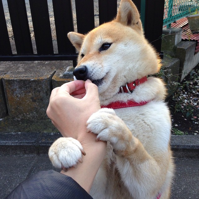 国家体育馆改造完成 启用智能化系统，国家体育馆改造效果图