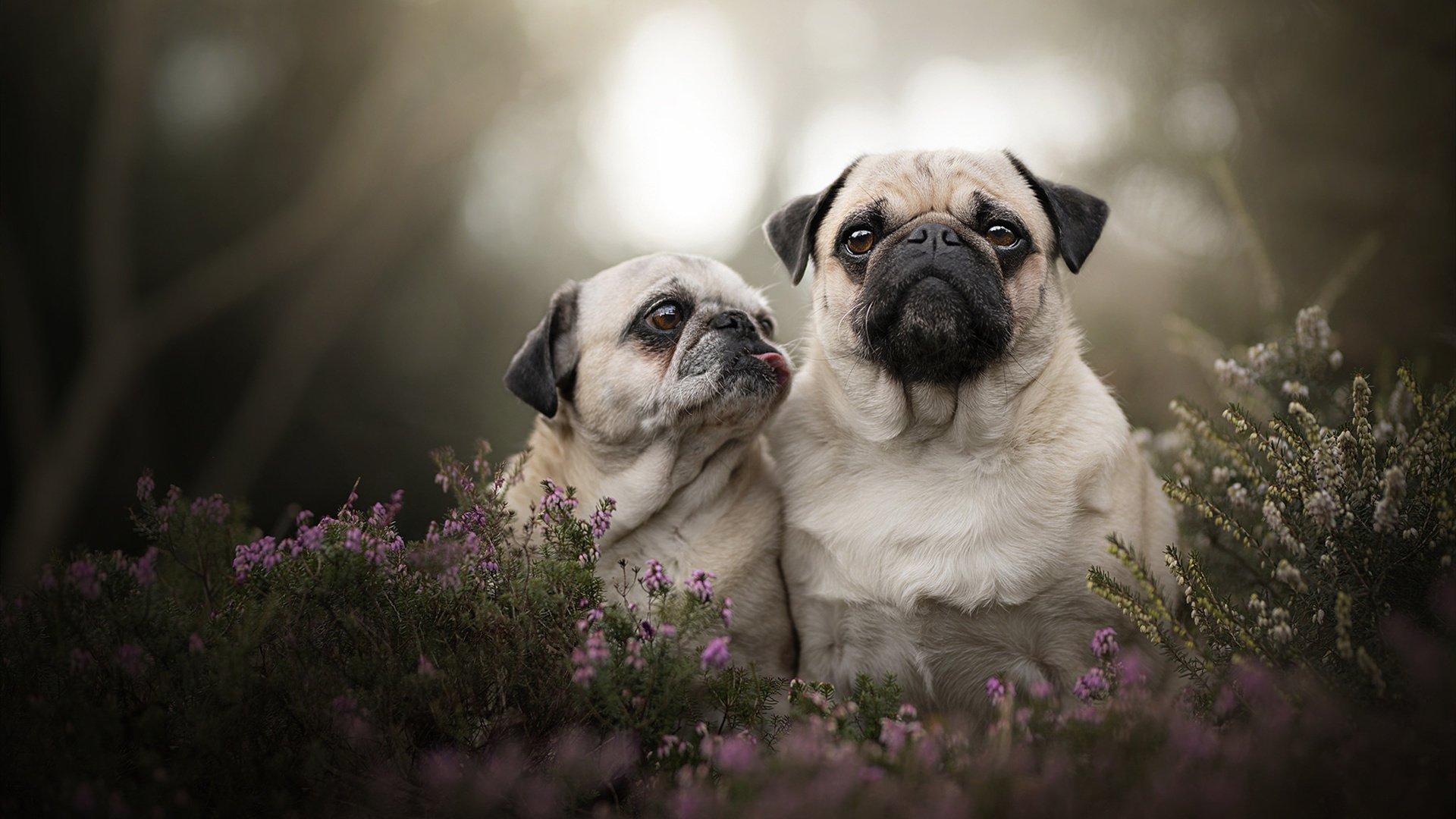 “亚戈·卡尔曼的领导魅力,帮助美洲狮队在全球赛场上脱颖而出”