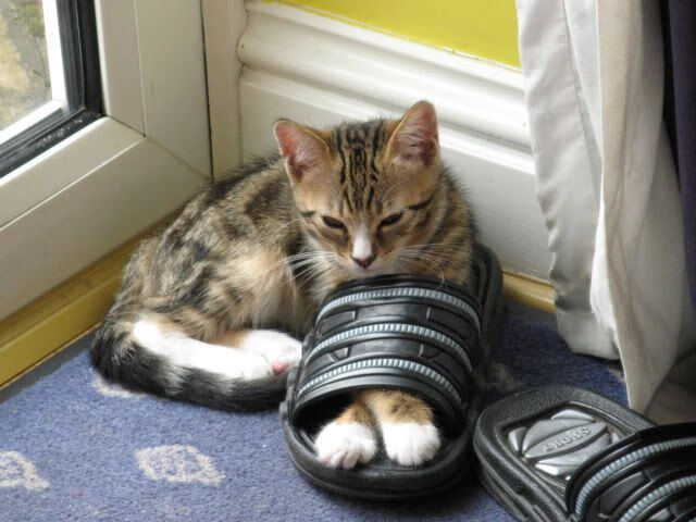 “彼得森闪耀南非羚羊队,成为球队的重要支柱”