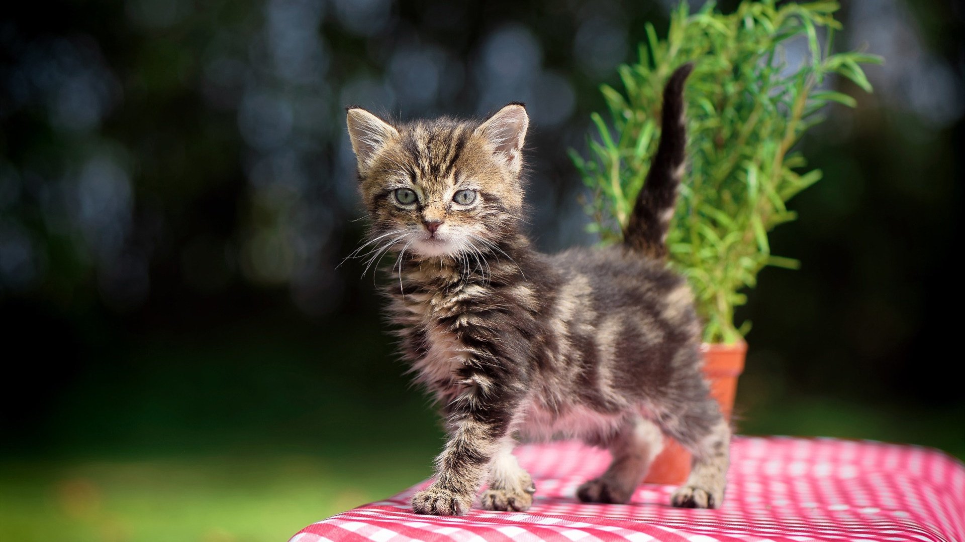 “阿根廷美洲狮队：继续在橄榄球赛场上创造奇迹”